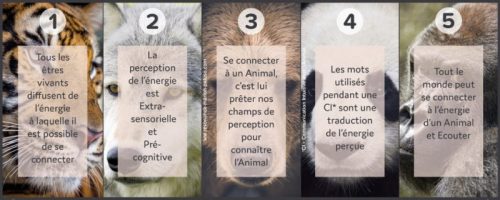 5 choses à savoir sur communication animale pour tous