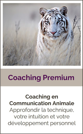 Coaching Premium