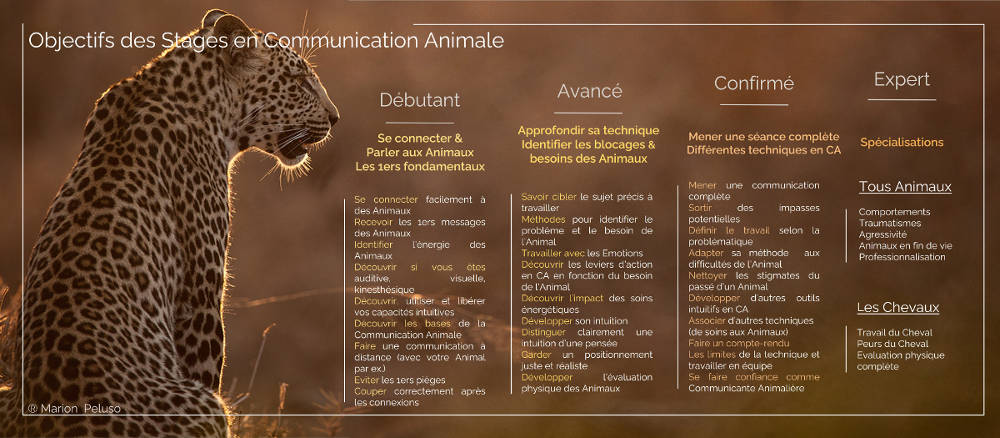 Objectifs stages communication animale