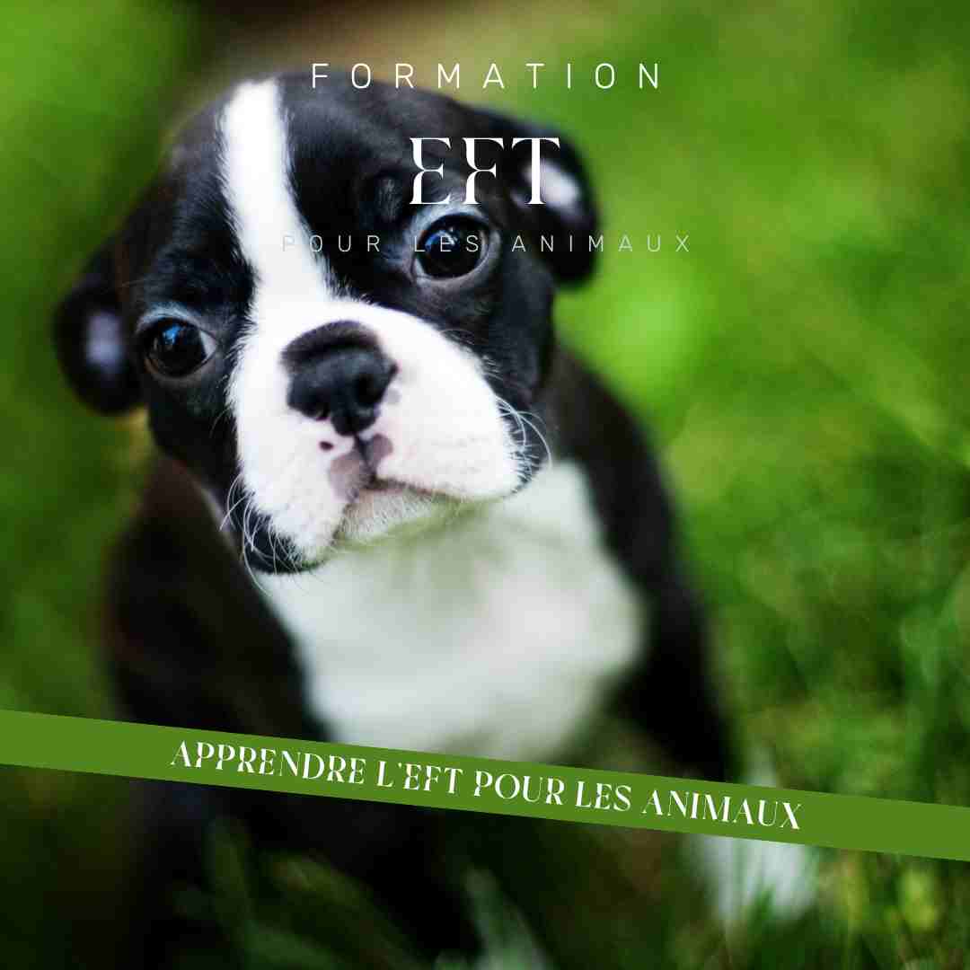 Formation EFT pour animaux