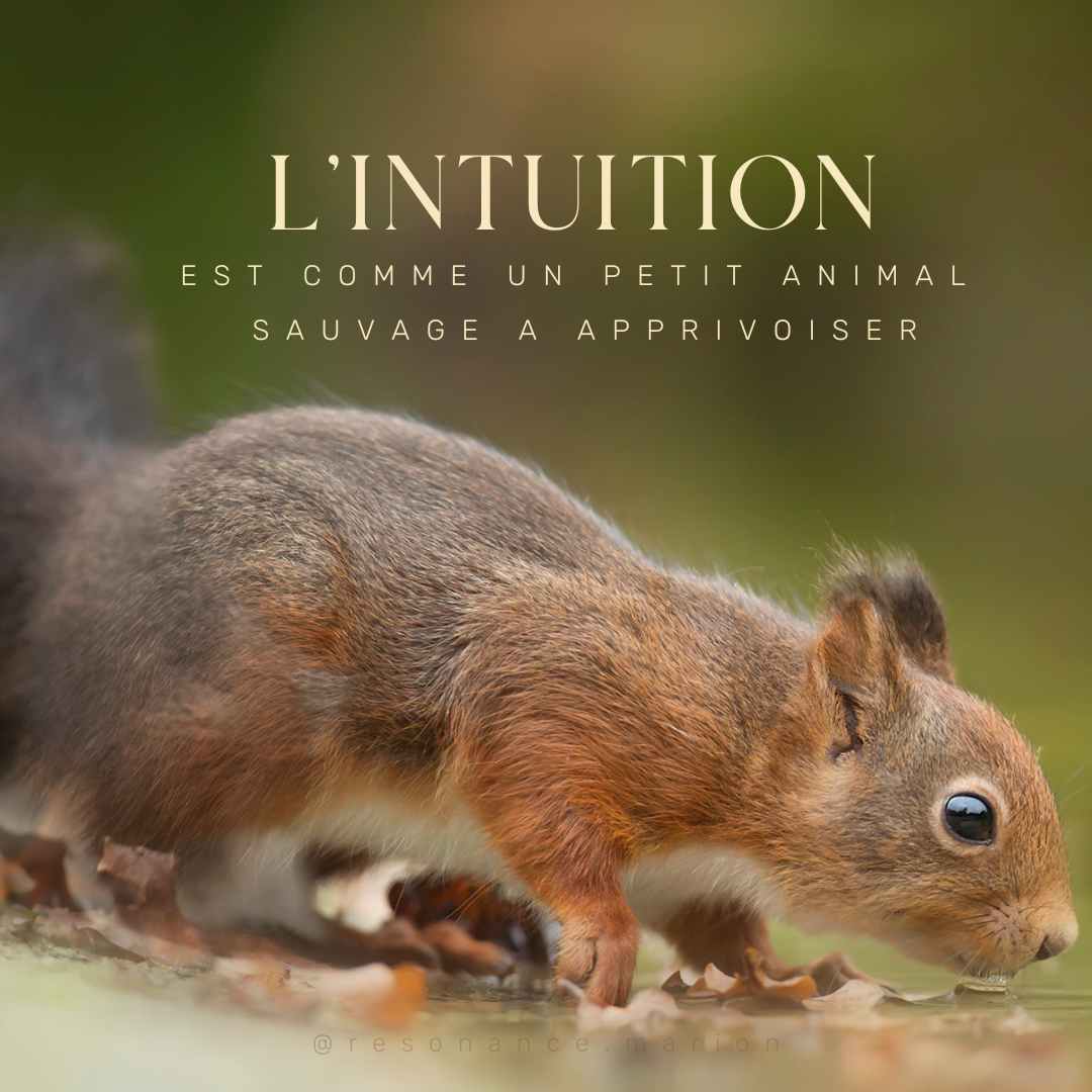 Intuition en communication animale