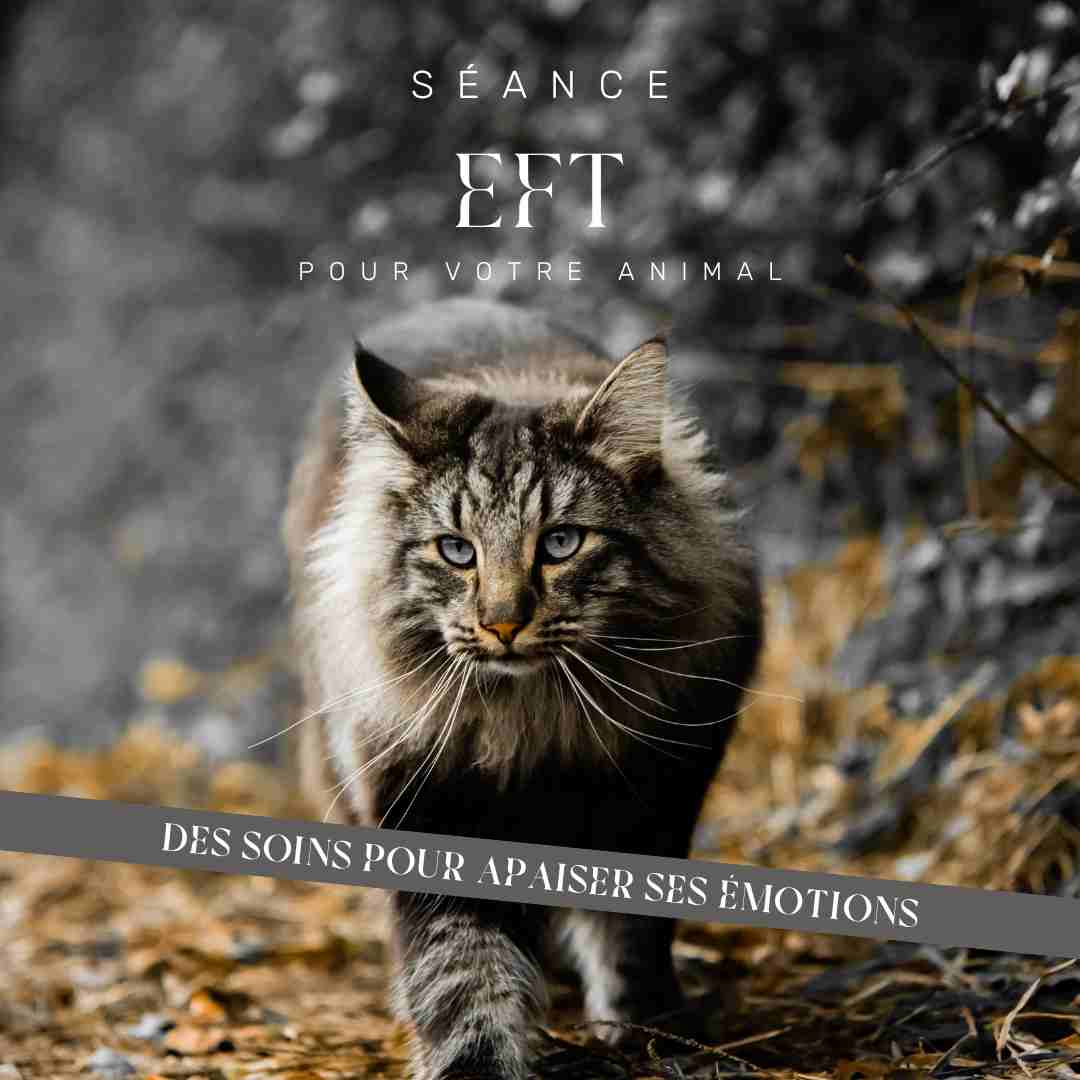 Soins EFT animaux
