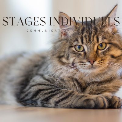 Stages individuels communication animale