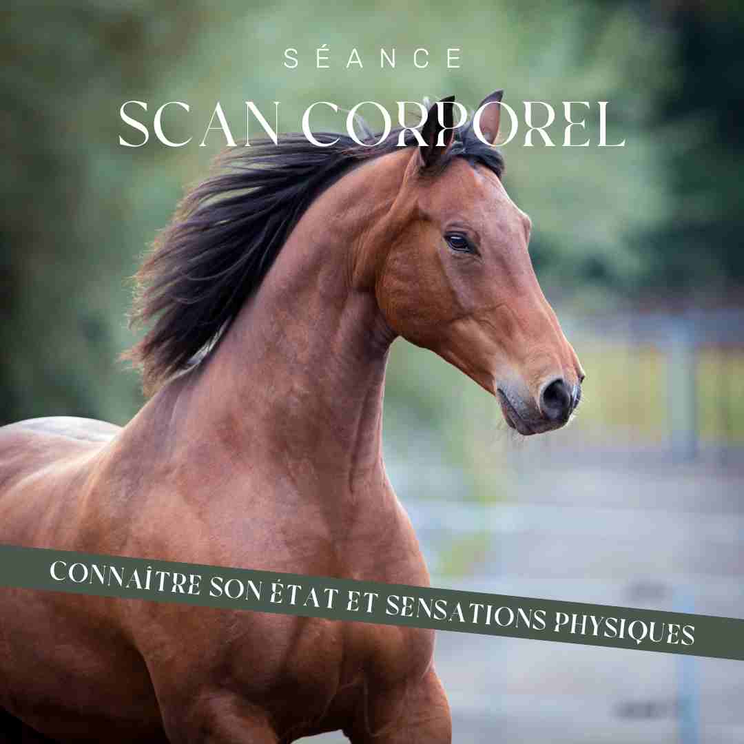 scanner corps cheval par communication animale